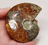 Collectors 985ct Cretacious era Ammonite fossil