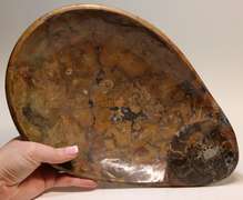 Impressive 3.36 pound Ammonite decorative bowl