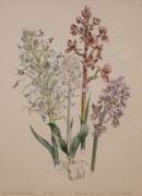 Beautiful Hand Colored Botanical Engraving