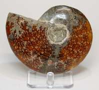 Collectors 985ct Cretacious era Ammonite fossil