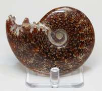 Simply gorgeous 535ct Cretacious era Ammonite fossil