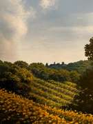 Vigneti a Santo Stefano Belbo