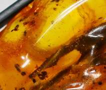 Huge! 18.58 gram Baltic Amber with insects