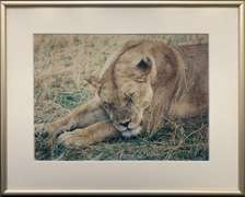 Beautiful Sleeping Female Lion Photogravure