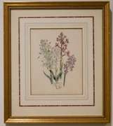 Beautiful Hand Colored Botanical Engraving