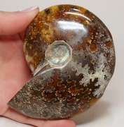 Collectors 940ct Cretacious era Ammonite fossil