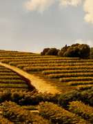 "Vigneti"Art critic L. Venturini states, “Admiring the paintings of Marco Di Nieri Marco Di Nieri "Vigneti"