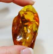 Huge! 18.58 gram Baltic Amber with insects