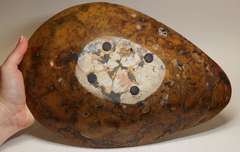 Impressive 3.36 pound Ammonite decorative bowl