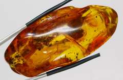 Huge! 18.58 gram Baltic Amber with insects