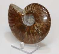 Large 1,435ct iridescent Ammonite fossil