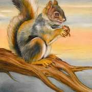 There is a Squirrel in Your Yard