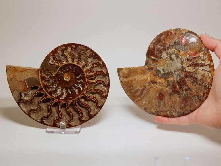 Large 2,385ct split Ammonite fosssil with Ammolite Opal
