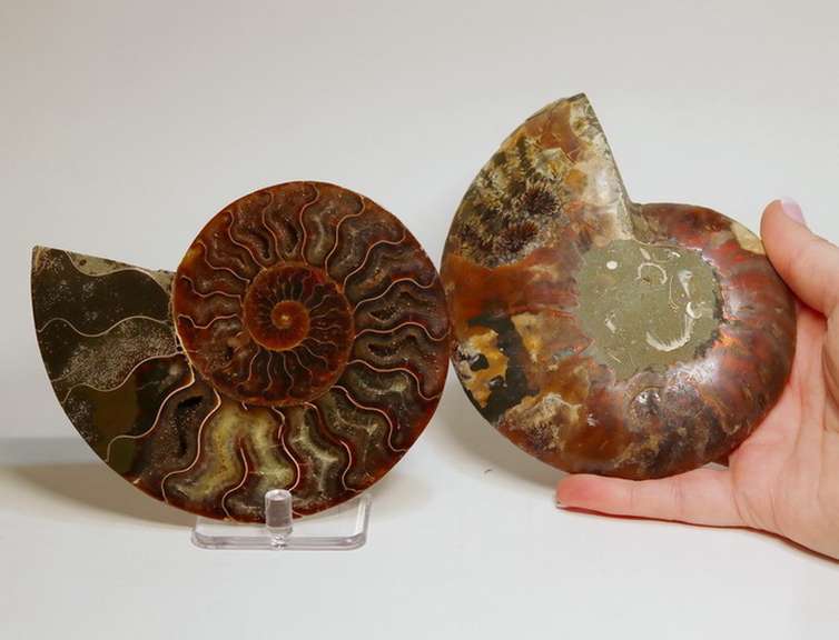 Impressively colored 2,175ct split Ammonite fossil with Ammolite Opal