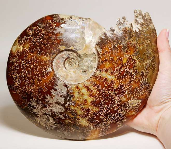 Collectors 11,265ct Cretacious era Ammonite fossil