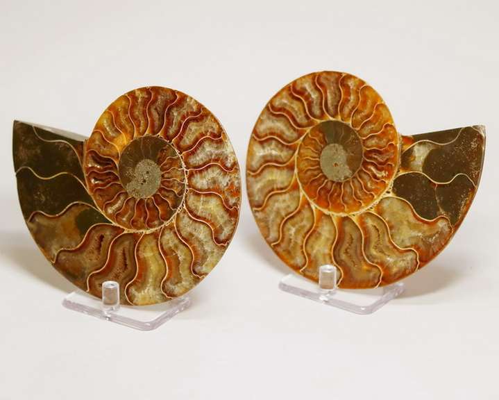 Over a pound! 2,090ct split Ammonite fosssil with Ammolite Opal