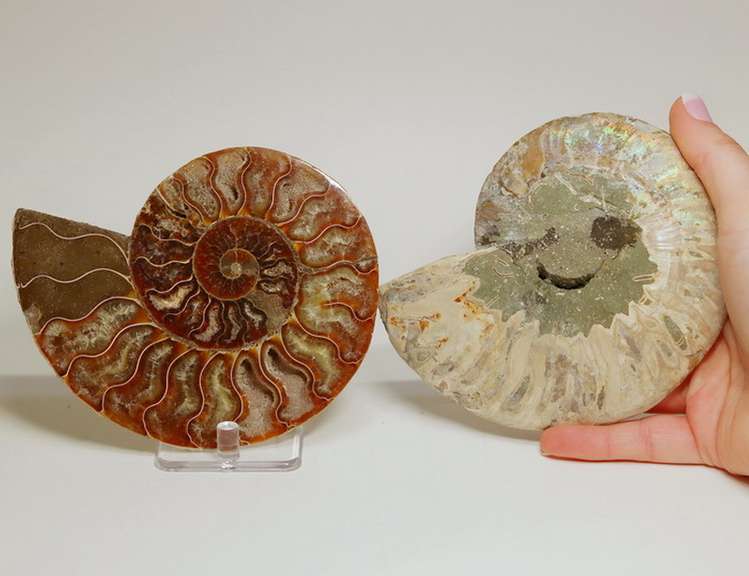 Full rainbow coverage! 2,265ct split Ammolite fossil