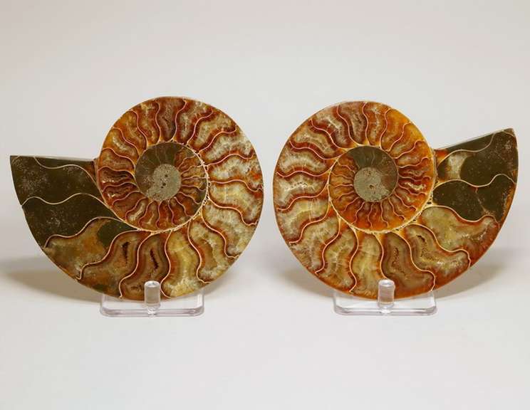 Over a pound! 2,090ct split Ammonite fosssil with Ammolite Opal
