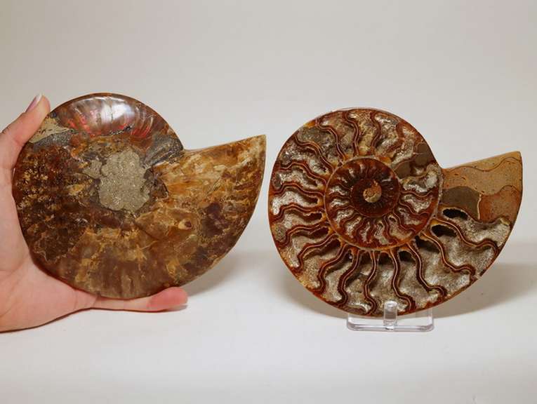 Large 2,385ct split Ammonite fosssil with Ammolite Opal