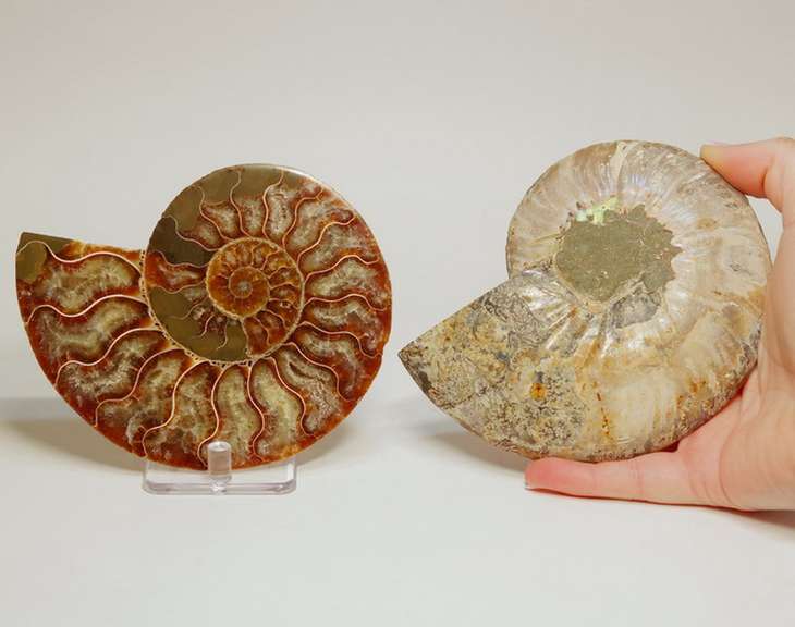 Tons of opal! 2,220ct split Ammolite fossil