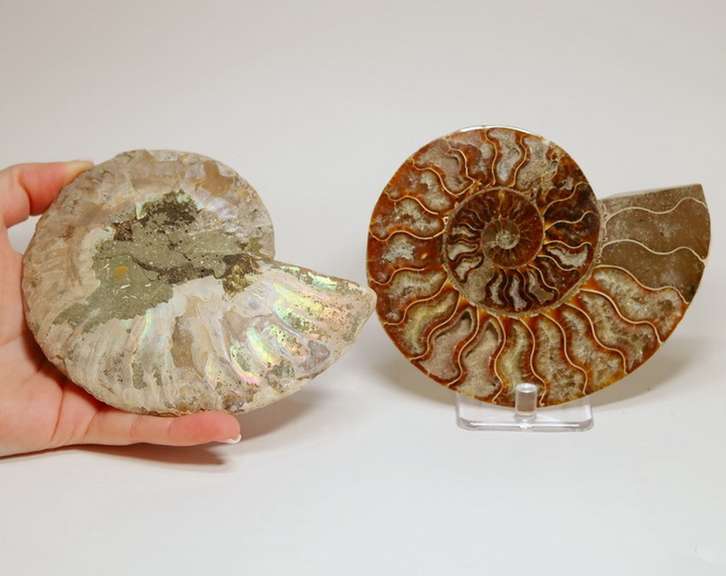 Full rainbow coverage! 2,265ct split Ammolite fossil