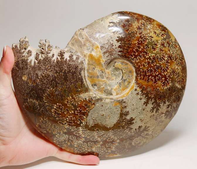 Collectors 11,265ct Cretacious era Ammonite fossil