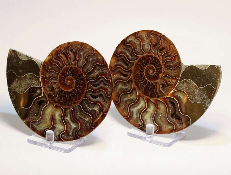 Impressively colored 2,175ct split Ammonite fossil with Ammolite Opal