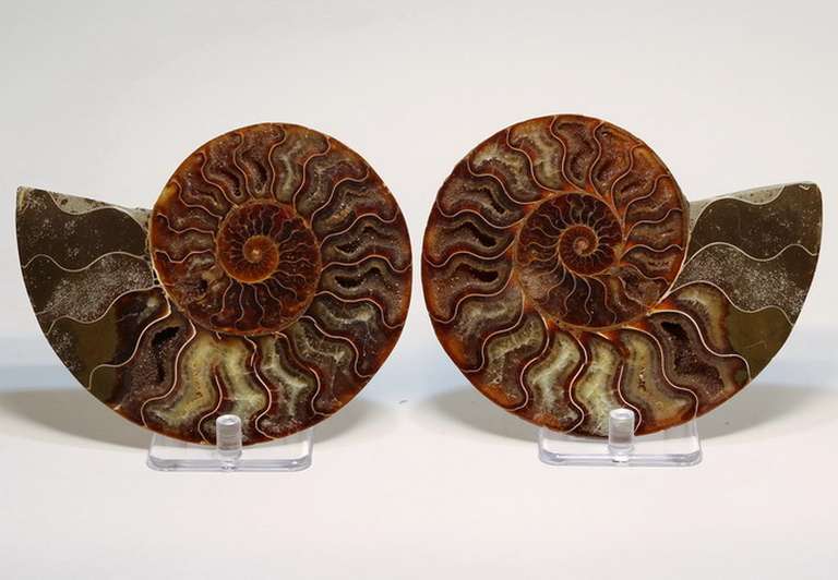 Impressively colored 2,175ct split Ammonite fossil with Ammolite Opal
