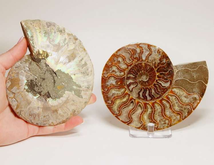 Full rainbow coverage! 2,265ct split Ammolite fossil
