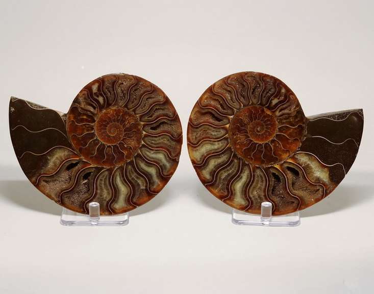 Impressive 2,480ct split Ammonite fossil with Ammolite Opal