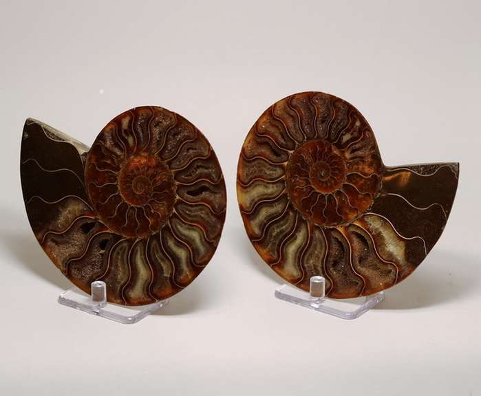 Impressive 2,480ct split Ammonite fossil with Ammolite Opal
