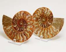 Full rainbow coverage! 2,265ct split Ammolite fossil