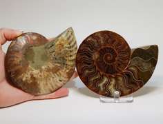 Impressively colored 2,175ct split Ammonite fossil with Ammolite Opal