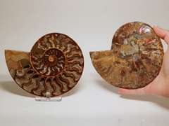 Large 2,385ct split Ammonite fosssil with Ammolite Opal