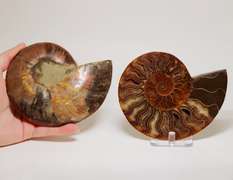 Impressive 2,480ct split Ammonite fossil with Ammolite Opal
