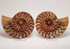 Large 2,385ct split Ammonite fosssil with Ammolite Opal