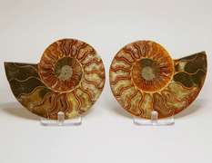 Over a pound! 2,090ct split Ammonite fosssil with Ammolite Opal