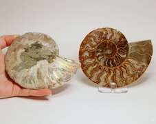 Full rainbow coverage! 2,265ct split Ammolite fossil