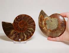 Impressive 2,480ct split Ammonite fossil with Ammolite Opal