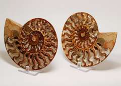 Large 2,385ct split Ammonite fosssil with Ammolite Opal