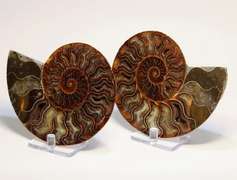 Impressively colored 2,175ct split Ammonite fossil with Ammolite Opal