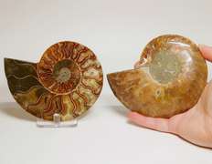 Over a pound! 2,090ct split Ammonite fosssil with Ammolite Opal