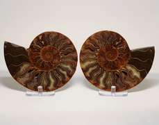 Impressive 2,480ct split Ammonite fossil with Ammolite Opal