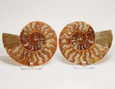 Full rainbow coverage! 2,265ct split Ammolite fossil