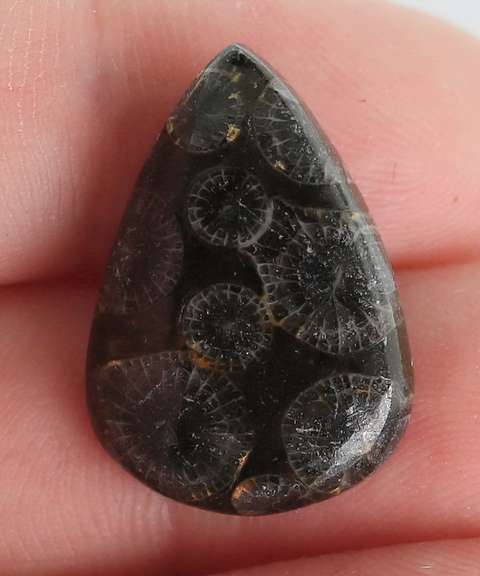 Gorgeous 11.56ct Moroccan Coral Fossil