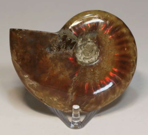 Flashing! 320ct iridescent Ammonite fossil