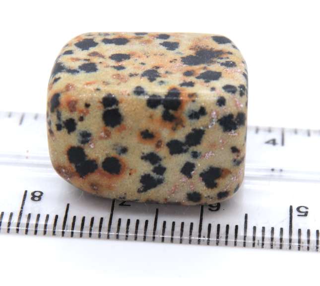 Dalmatian Stone Mexico