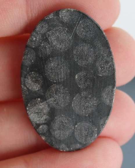 Gorgeous 31.03ct Moroccan Coral Fossil