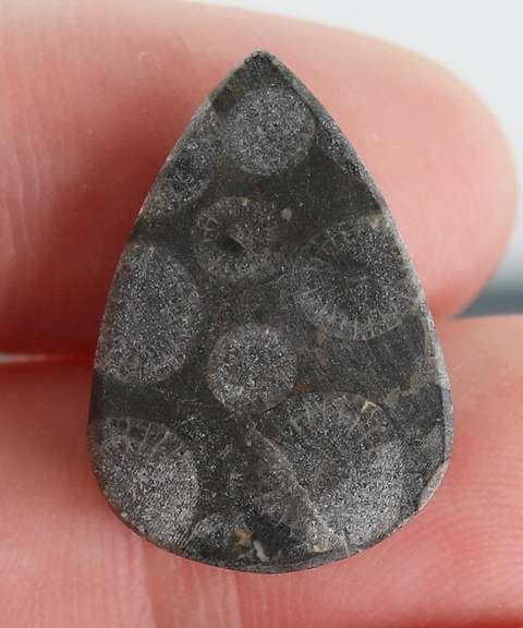 Gorgeous 11.56ct Moroccan Coral Fossil