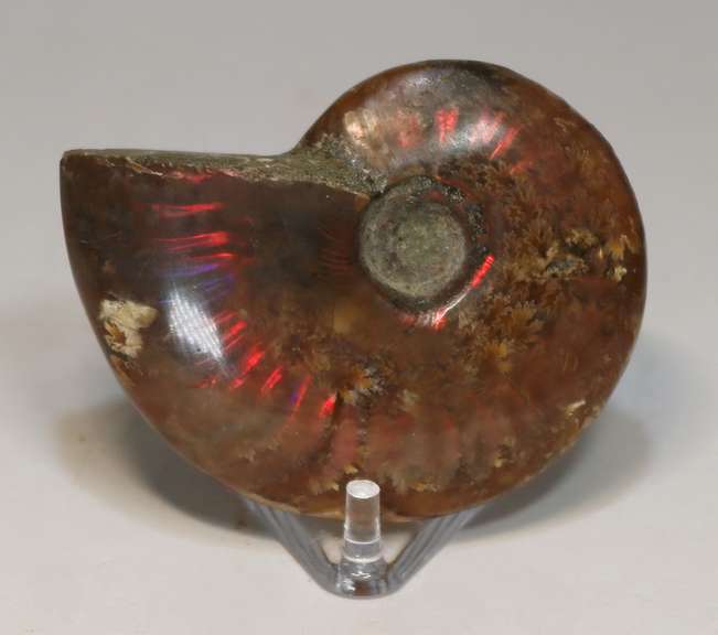 Simply gorgeous 245ct Cretacious era Ammonite fossil